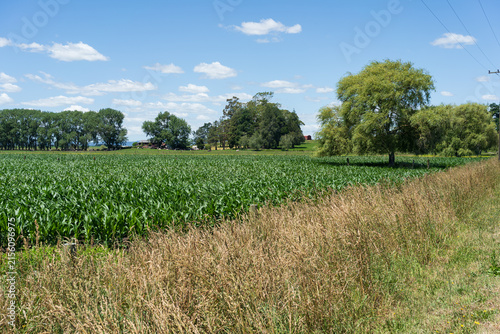 Cornfield and Willow Tree Near Te Awamutu