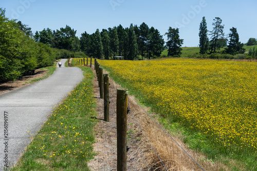 Cyclist beside yellow flower field in Cambridge