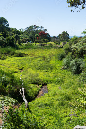 Lush Fern Valley Near Waihī Beach