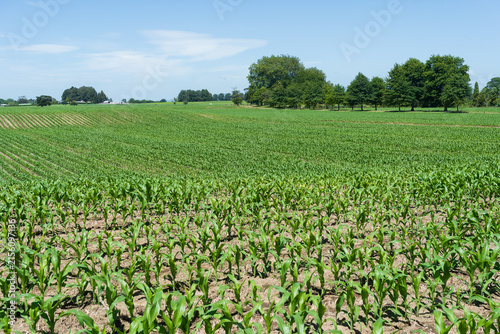 Young corn crop growing in New Zealand farmland