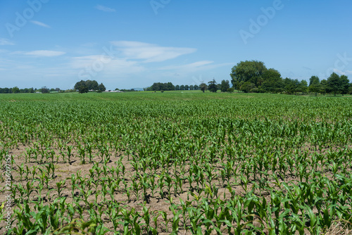 Young corn crop growing in New Zealand farmland