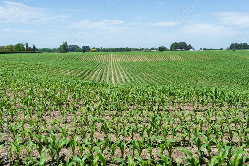 Young corn crop growing in New Zealand farmland