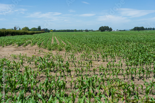 Young corn crop growing in New Zealand farmland