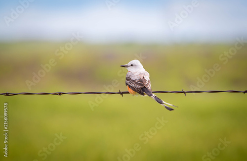 scissortail flycatcher on a wire