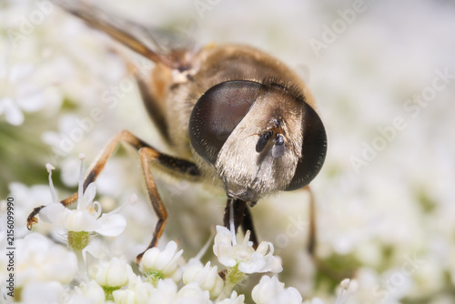 Common Drone Fly Resting on White Summer Bloom Macro Nature