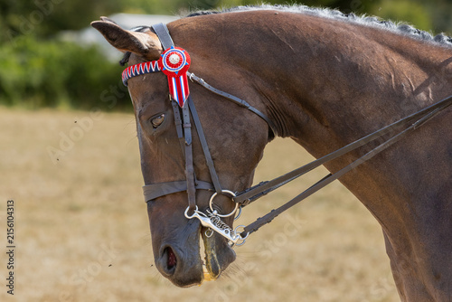 Foto Close-up of a show horses head