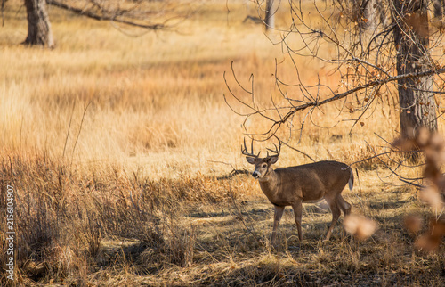 Whitetil Deer Buck in Autumn in Colorado