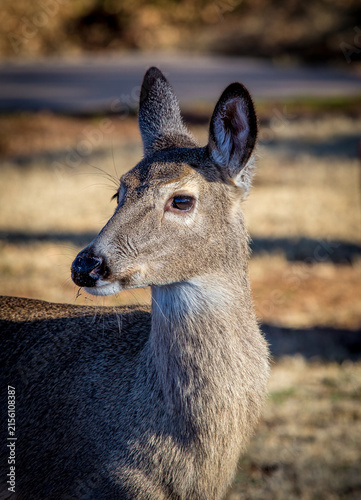 white tailed deer portrait