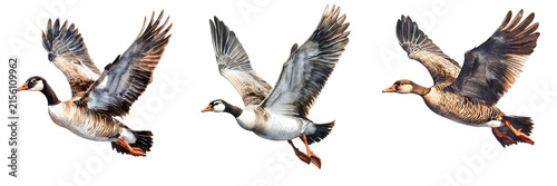 Watercolor painting depicts barnacle geese in flight with wings spread wide on a black background
