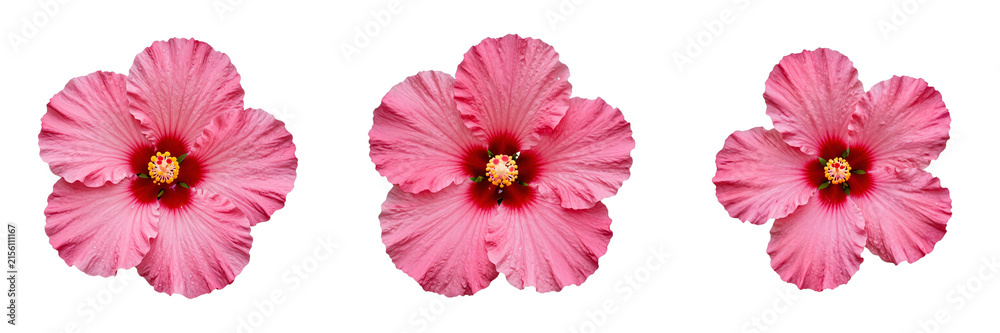 Naklejka premium Three pink hibiscus flowers stand out against a black backdrop