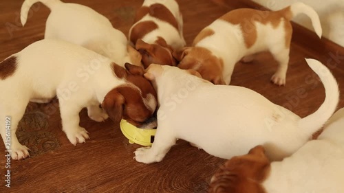 Jack Russell terrier puppy standing alert on a wooden floor in a bright room, curious pet behavior, inquisitive animal moment.