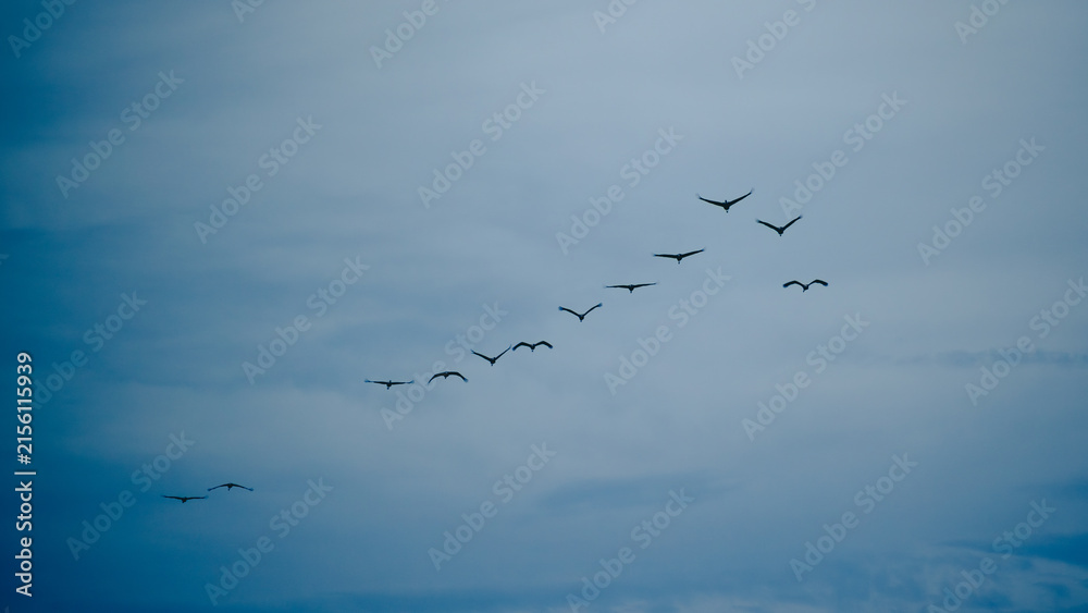 Obraz premium A flock of cranes flying in a V-formation against a dark blue sky. A landscape associated with wild bird migration.