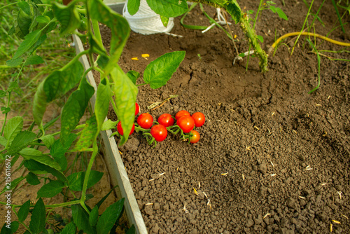 Помидоры созревают в теплице.Tomatoes ripen in the greenhouse.