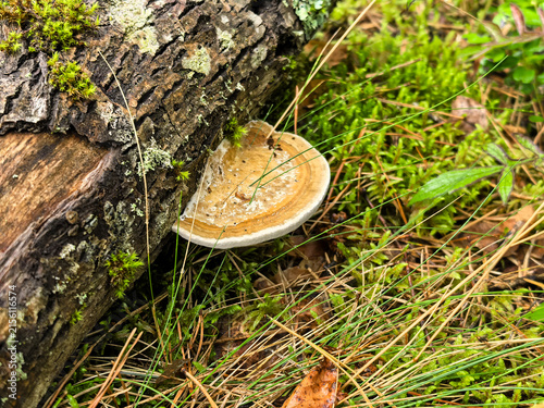 Принти на полотні Bracket fungus growing on fallen tree log in mossy forest