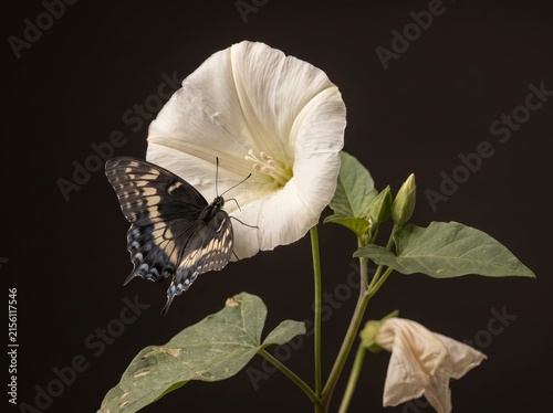 A black and white butterfly perched on a white morning glory flower with green leaves against a dark background.