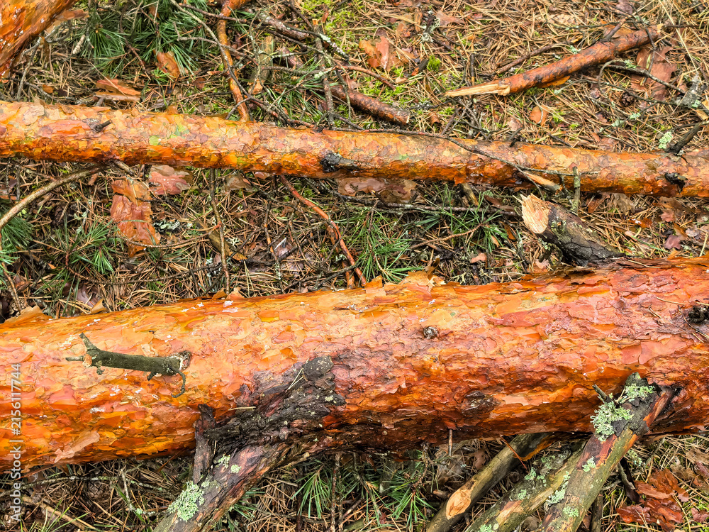 Fototapeta premium Parallel fallen pine logs with orange bark and lichen in forest