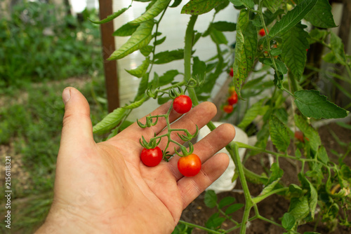 Помидоры созревают в теплице.Tomatoes ripen in the greenhouse.