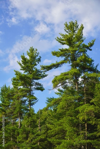 pine trees in the forest, background
