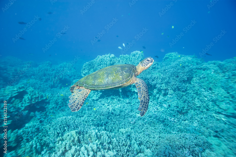 Fototapeta premium Green sea turtle underwater off the coast of Hawaii