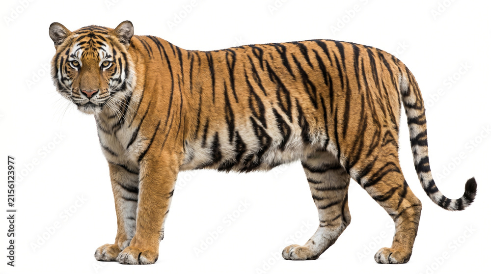Obraz premium Full Body Side View of Tiger with Orange and Black Stripes on White