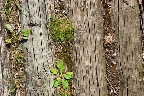 Weathered Wooden Railroad Ties with Moss and Weeds
