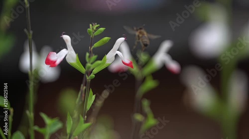 Honeybee collecting nectar from a vibrant red and white salvia flower