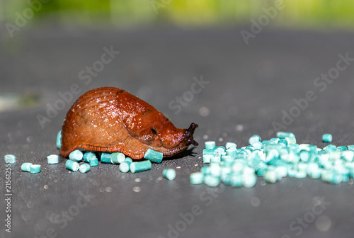 Spanish slug crawls on blue limacide granules
