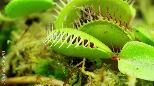 Close-up of a Venus flytrap plant with its traps open and closed