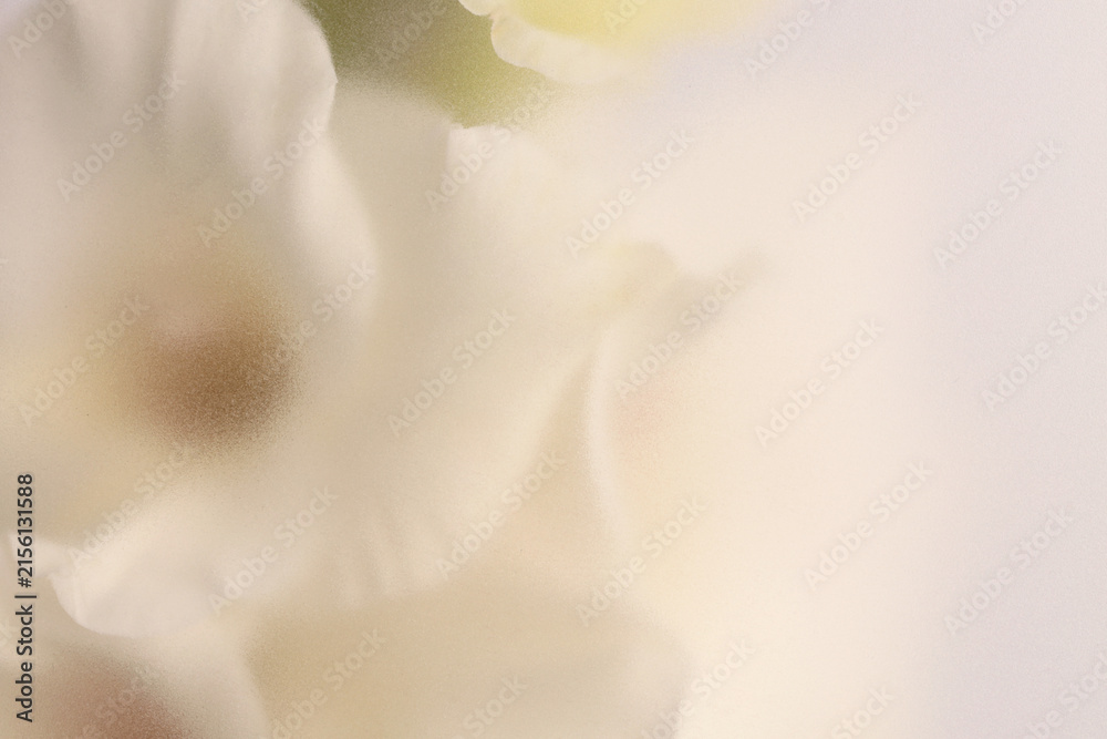 Fototapeta premium Smoke selected soft focus cream beige white Gladiolus Flower through translucent matte frosted glass. Abstract natural blurred grain fog background.