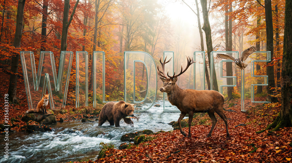 Naklejka premium Wildlife animals in autumn forest with stream. Deer, bear, fox and owl. Nature conservation, eco tourism, wildlife photography.