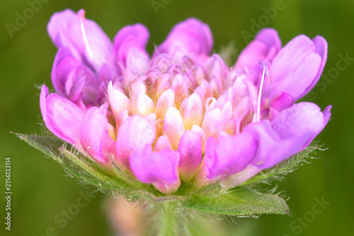 Close-up of field scabious (Knautia arvensis)
