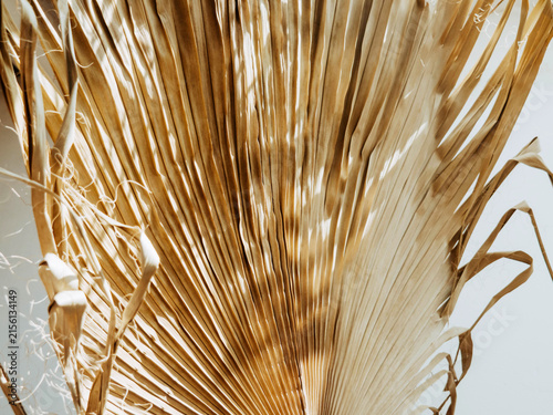Close Up of Dried Palm Leaf Texture