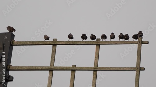A group of common starlings (Sturnus vulgaris) sitting on the blade of a windmill in Kinderdijk windmill area.