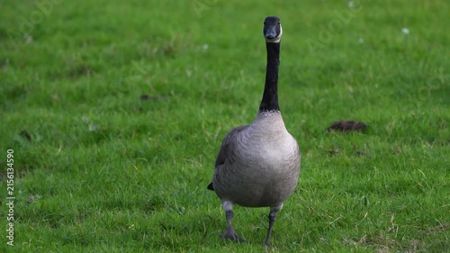 An adult Canada goose (Branta canadensis) walking towards you in a meadow.