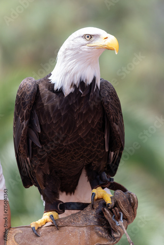 Canvas Print Close up of a bald eagle (haliaeetus leucocephalus) perching on a falconers hand