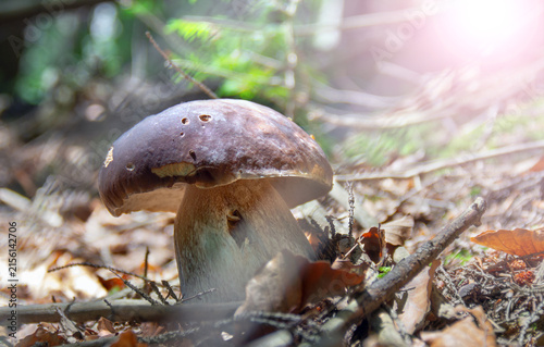 Porcini mushroom growing in forest with bright sunlight and blurred natural background