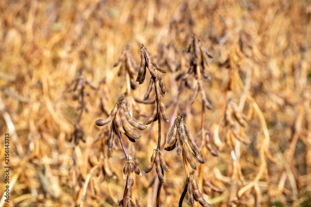 Fototapeta premium Ripe soybean pods in field ready for autumn harvest
