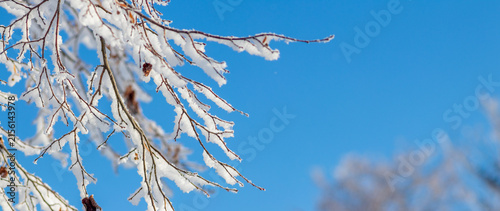 Konstfotografi Thin snow covered alder branches with cones against blue sky
