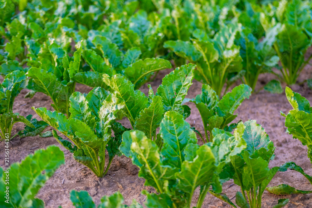 Fototapeta premium healthy sugar beet fodder beet leaves agricultural field, checking crop condition, sustainable farming, Quality harvest preparation, fresh organic agriculture, vegetable food production agribusiness