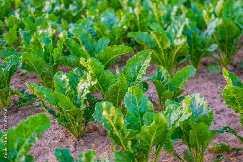 healthy sugar beet fodder beet leaves agricultural field, checking crop condition, sustainable farming, Quality harvest preparation, fresh organic agriculture, vegetable food production agribusiness