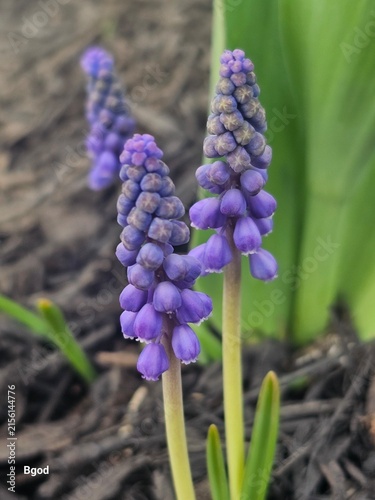 Obraz na płótnie blue iris flower