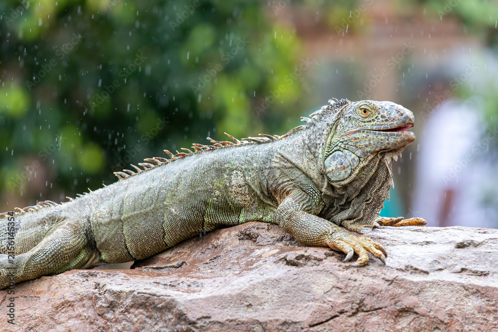 Fototapeta premium Portrait of a green iguana (iguana iguana)