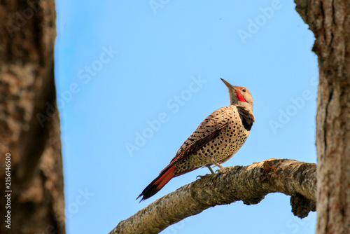 Male Northern Flicker in a Tree
