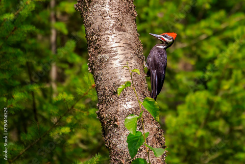 Pilated Woodpecker in a Forest