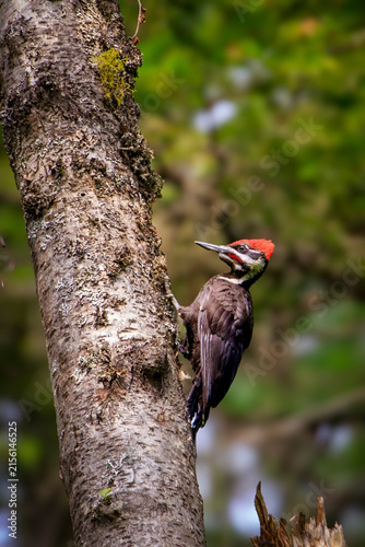 Pilated Woodpecker in a Forest