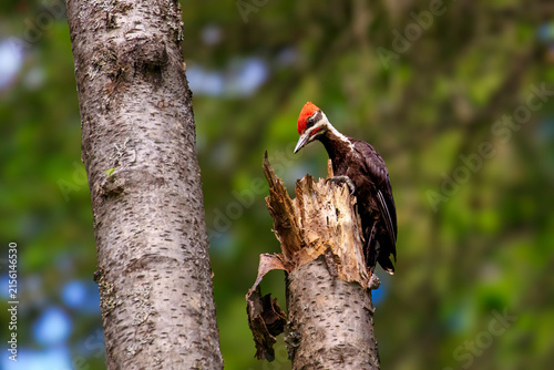 Pilated Woodpecker in a Forest