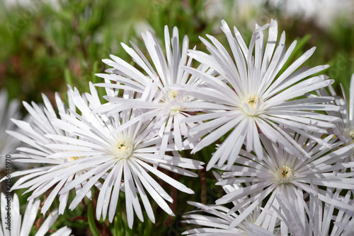 White trailing iceplant (delosperma cooperi) flowers in bloom
