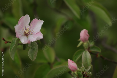 fiore di mela in primavera nel campo