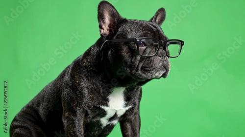 French bulldog wearing stylish black eyeglasses poses intelligently against a green screen.