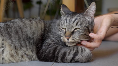 Person gently petting a relaxed tabby cat lying on an indoor floor in natural light